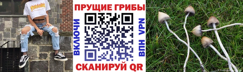 ОМГ ОМГ ТОР  Спасск-Рязанский  Псилоцибиновые грибы MAGIC MUSHROOMS 